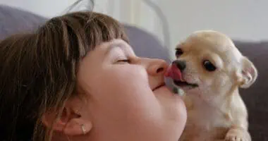 5 Reasons Why Chihuahuas Lick Your Face - Chihuacorner.com