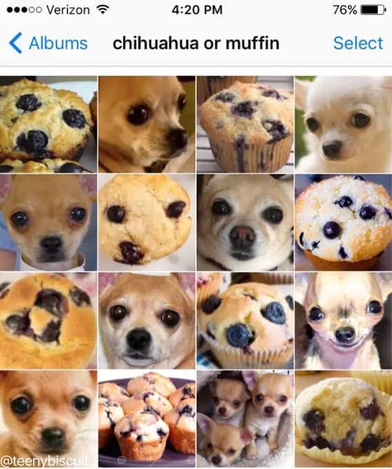 Have You Ever Noticed Chihuahuas Look Exactly Like Blueberry Muffins 6 CdJavKoUAAAFLBG