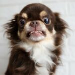 5 Reasons Why Chihuahuas May Bark at Night for No Reason