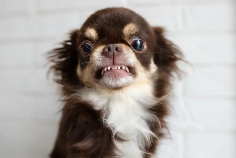 Chihuahua with a snarling face otsphoto Shutterstock