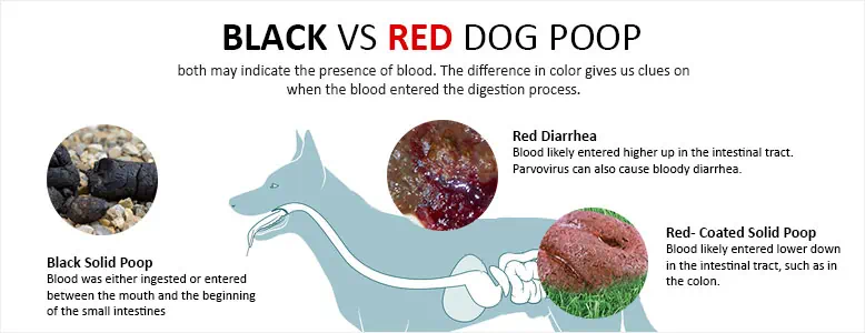 black vs red dog poop