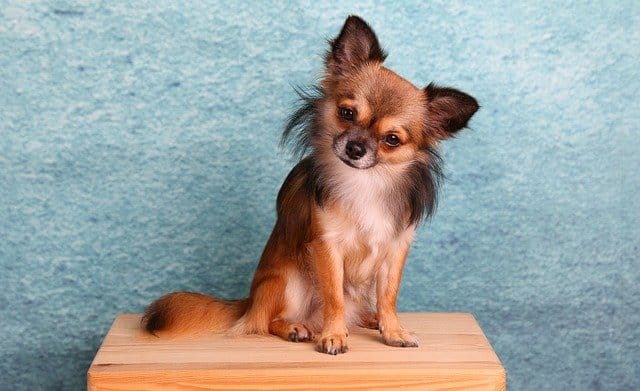 How To Teach Your Chihuahua To Sit 1 chihuahua 1850477 640 1