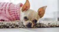 Health Concerns For Chihuahuas