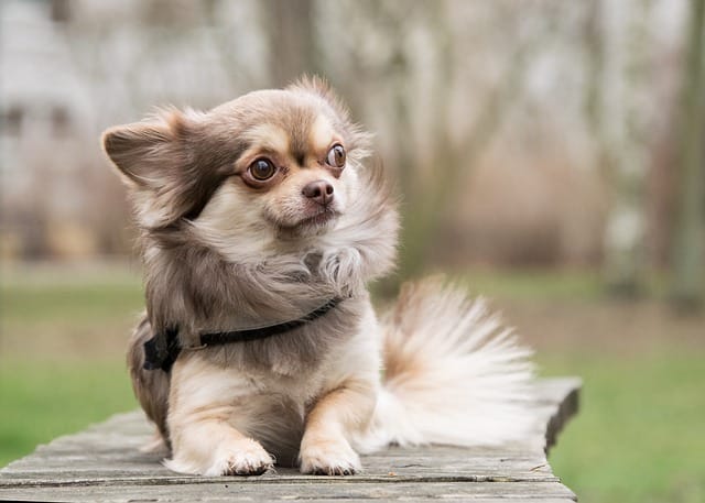 Top 3 Cues To Teach Your Chihuahua 1 chihuahua 3961096 640