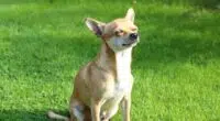 chihuahua 466236 640