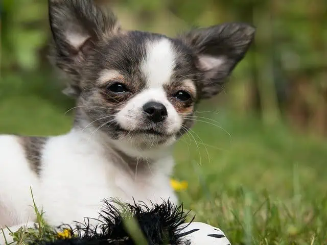 chihuahua 810789 640
