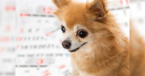 Read more about the article Chihuahua Growth Chart