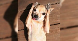 Read more about the article Chihuahua Paw Care