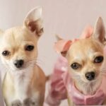 Chihuahua Temperament Male vs Female