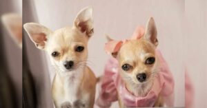 Read more about the article Chihuahua Temperament Male vs Female