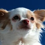 Fat Chihuahua – How To Tell When Your Dog Has Put On Too Much Weight