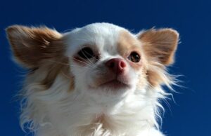 Read more about the article Fat Chihuahua – How To Tell When Your Dog Has Put On Too Much Weight