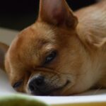 Why You Shouldn’t Bother Chihuahua When They Eat or Sleep