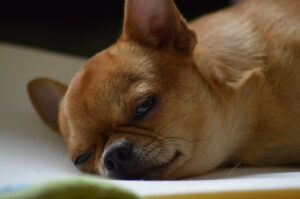 Read more about the article Why You Shouldn’t Bother Chihuahua When They Eat or Sleep