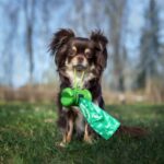 Dog Poop Color Chart & Chihuahua’s Health