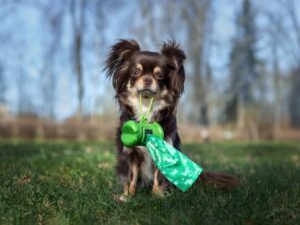 Read more about the article Dog Poop Color Chart & Chihuahua’s Health