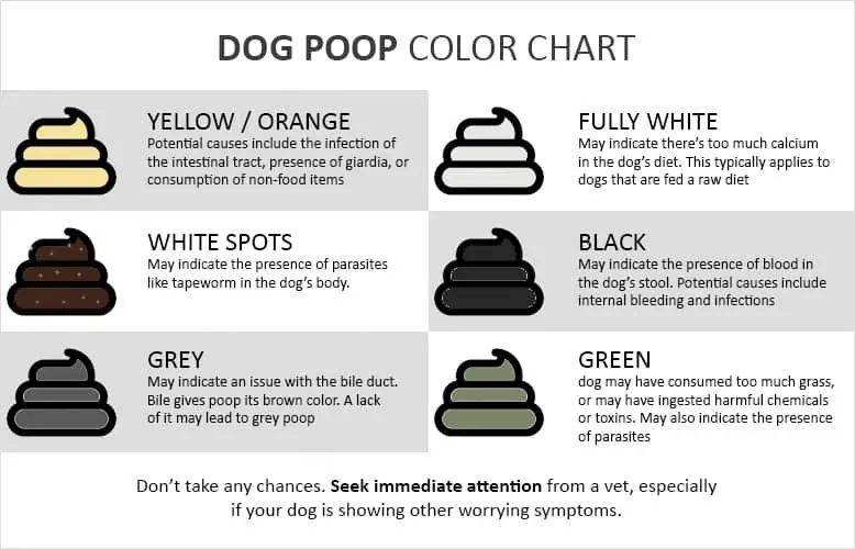 Dog poop color chart pictures and explanations