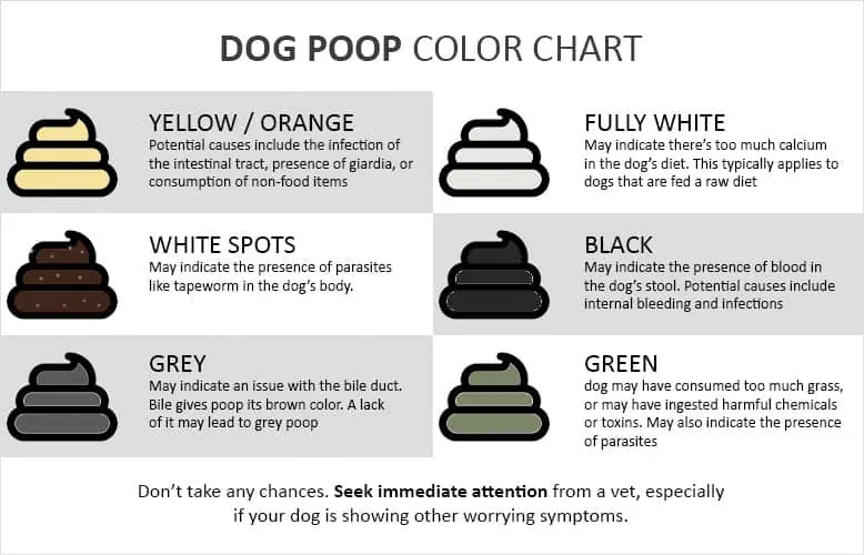 Dog Poop Color Chart & Chihuahua's Health | Chihuacorner