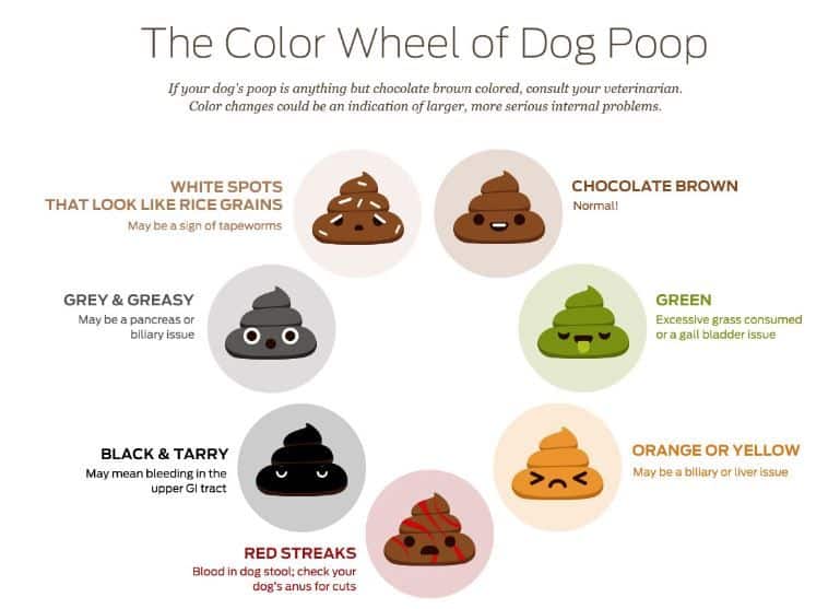 dog poop color chart find out what each color means - stool quality ...