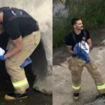 Fire Department Rescues Tiny Chihuahua Trapped in a Deep Canal