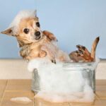 Grooming and Shampoo for Chihuahuas