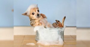 Read more about the article Grooming and Shampoo for Chihuahuas