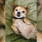 Here’s Why Your Chihuahua Pees The Bed…It’s Not What You Think