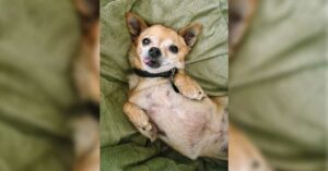 Read more about the article Here’s Why Your Chihuahua Pees The Bed…It’s Not What You Think