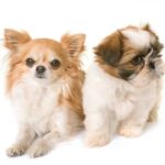 Shih Tzu Chihuahua Mix: A Beginners’ Guide to This Adorable Cross