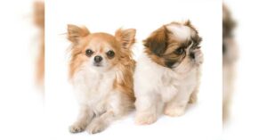 Read more about the article Shih Tzu Chihuahua Mix: A Beginners’ Guide to This Adorable Cross