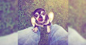 Read more about the article How to Stop a Chihuahua From Begging