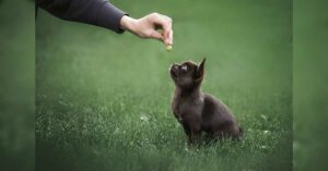 Read more about the article How To Teach Your Chihuahua To Sit