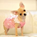 Does Your Chihuahua Need a Hearing Test?