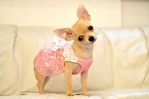 Read more about the article Does Your Chihuahua Need a Hearing Test?