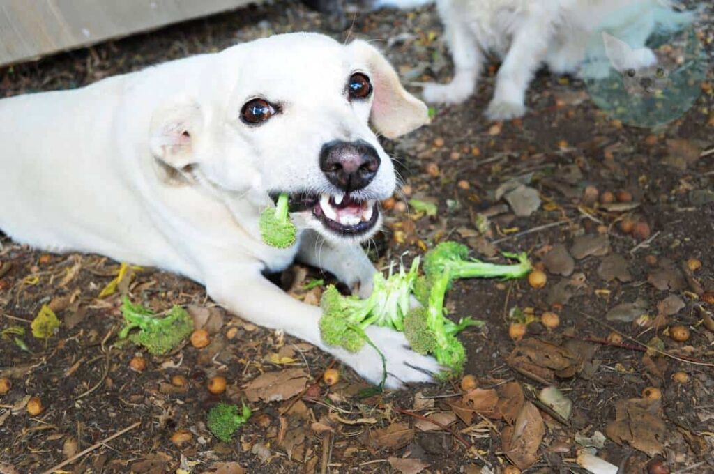 Vegetables Chihuahuas Can Eat - Broccoli