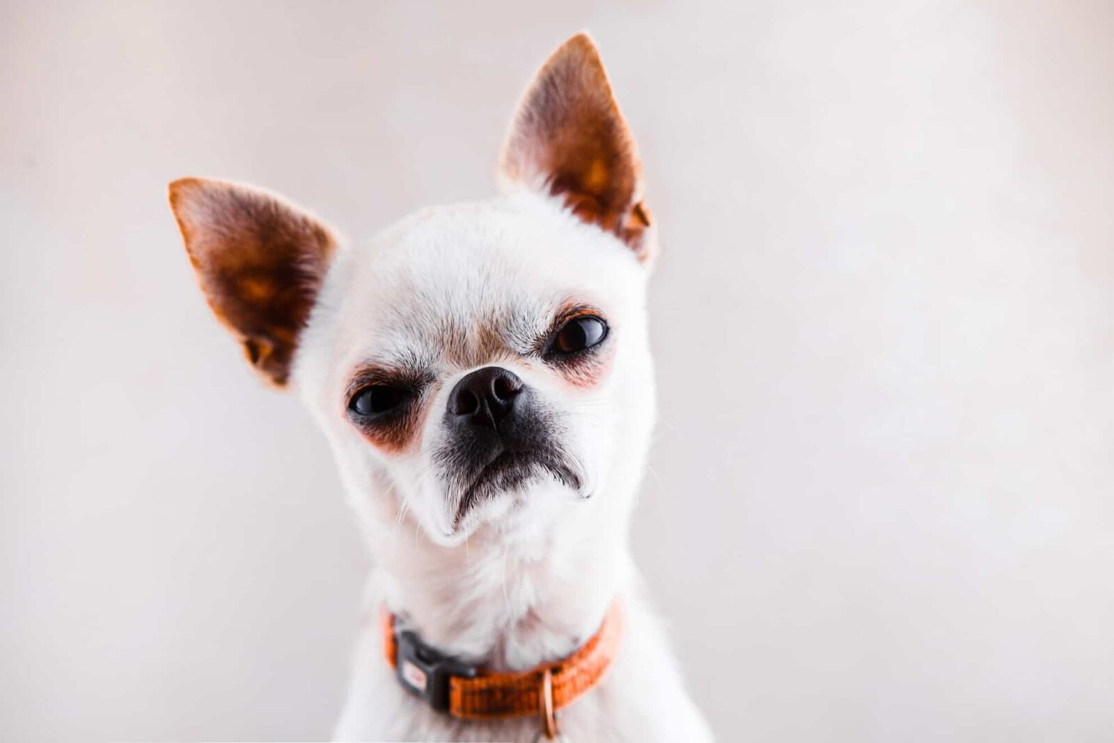 7-types-of-chihuahuas-and-their-cute-pics