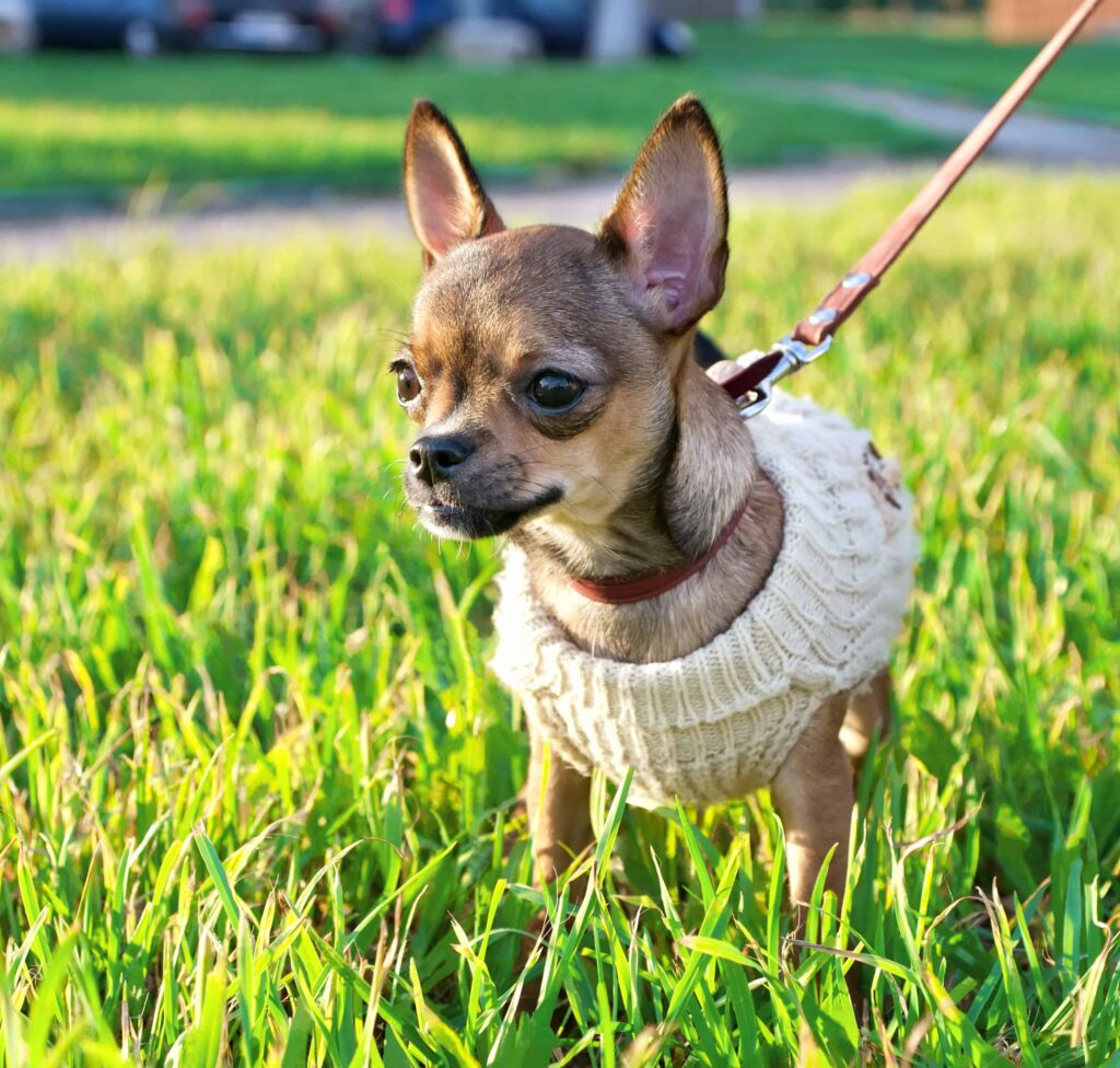 The different types of Chihuahuas