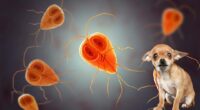 How Giardia Can Affect Chihuahuas 2 shutterstock 1168134502 new