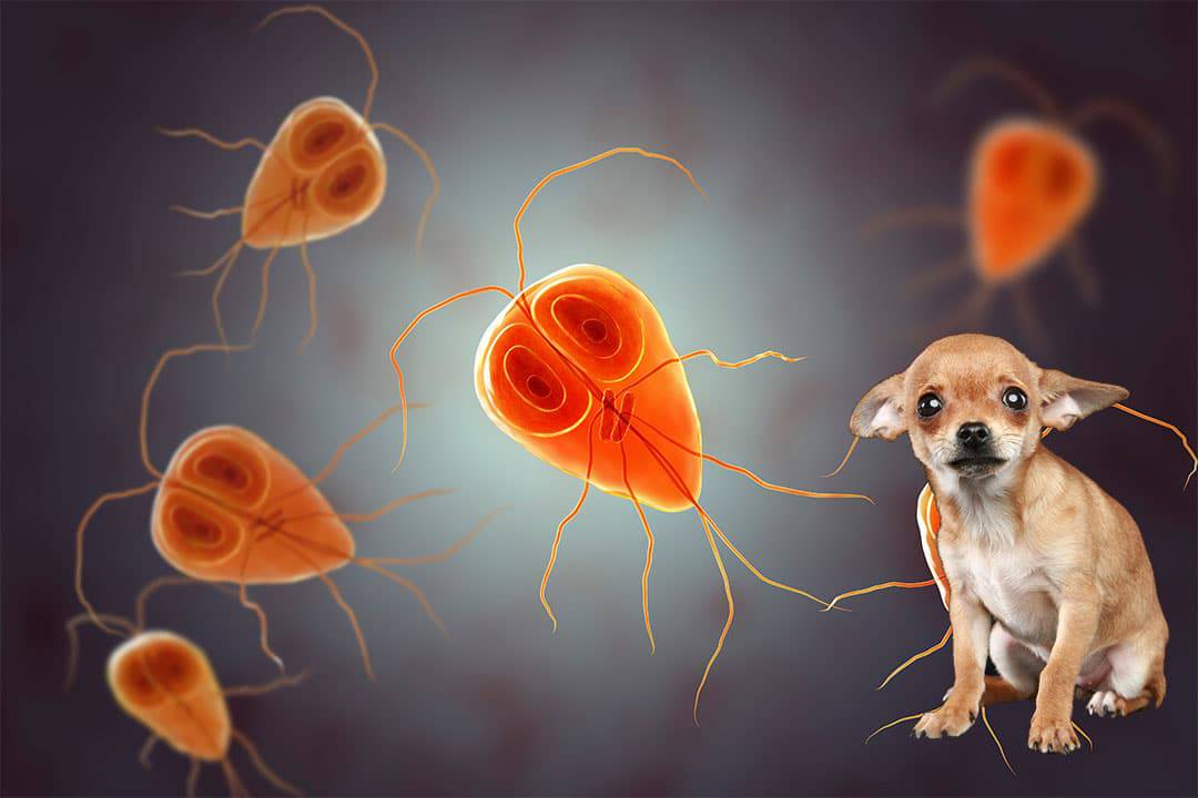 How Giardia Can Affect Chihuahuas 1 shutterstock 1168134502 new