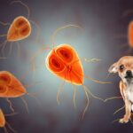 How Giardia Can Affect Chihuahuas