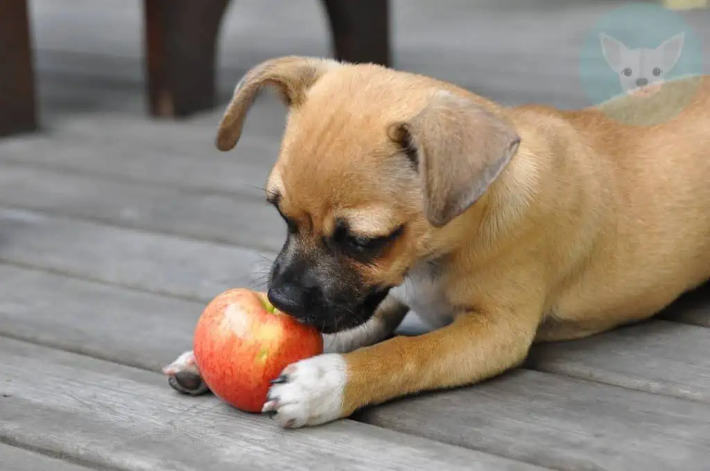 Fruits Chihuahuas Can Eat - Apples