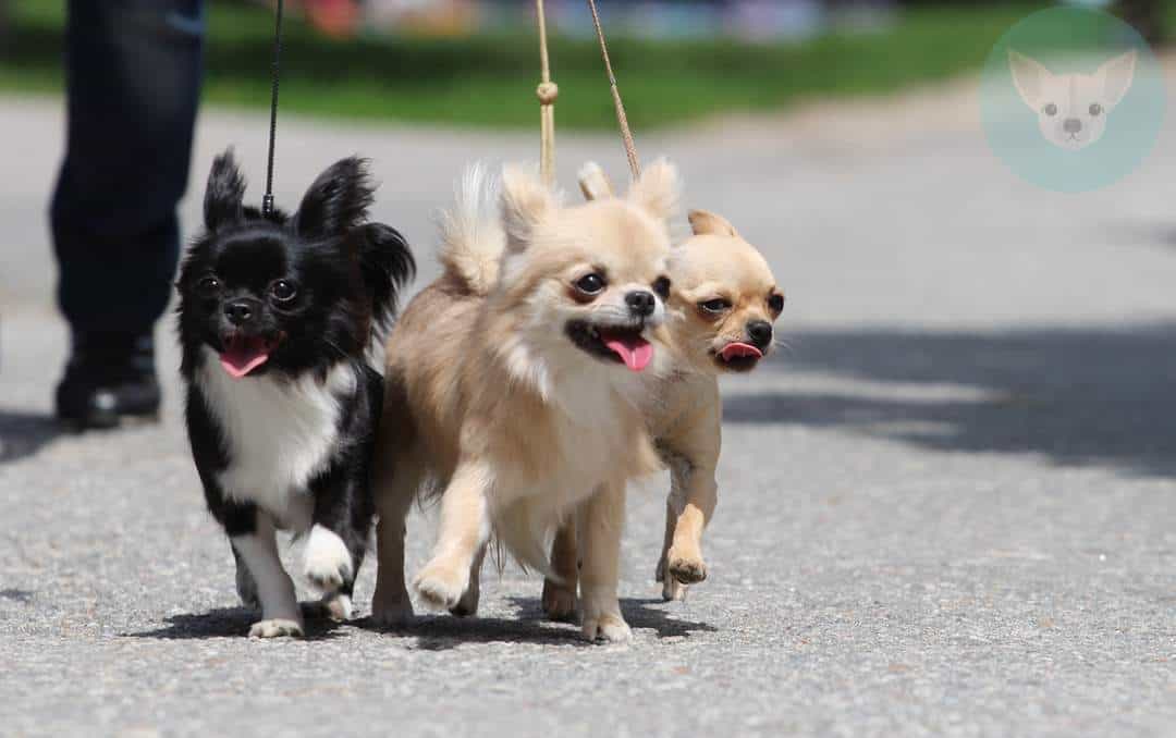 Tips for Taking Care of Chihuahua Puppies