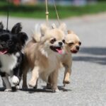 Tips for Taking Care of Chihuahua Puppies