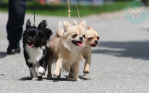 Read more about the article Tips for Taking Care of Chihuahua Puppies