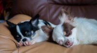 chihuahua temperament male vs female