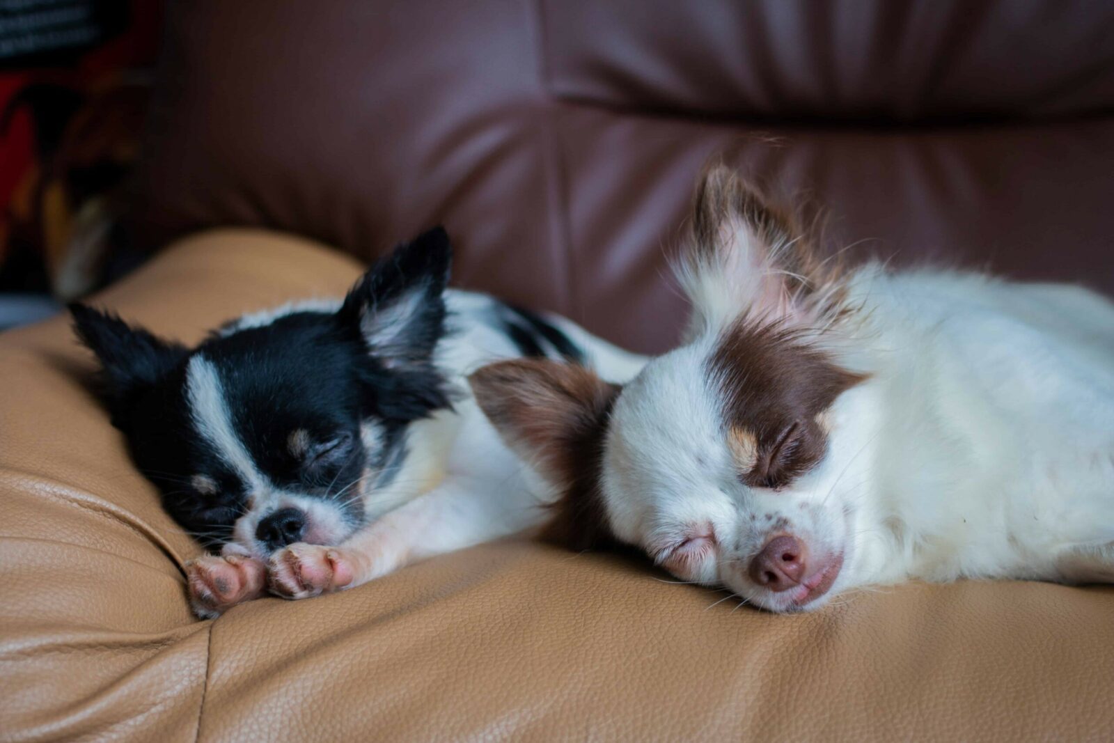 Chihuahua Temperament Male vs Female
