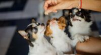 Chihuahua Feeding Guidelines 2 shutterstock 1429465286 1