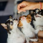 Chihuahua Feeding Guidelines