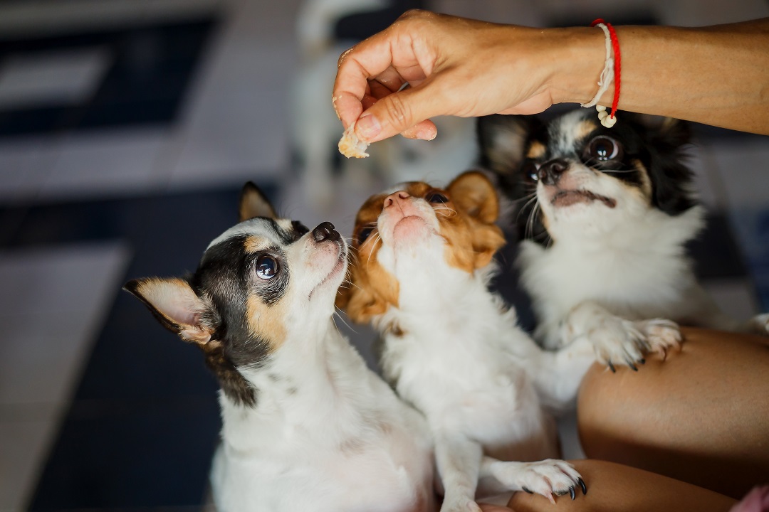 Read more about the article Chihuahua Feeding Guidelines