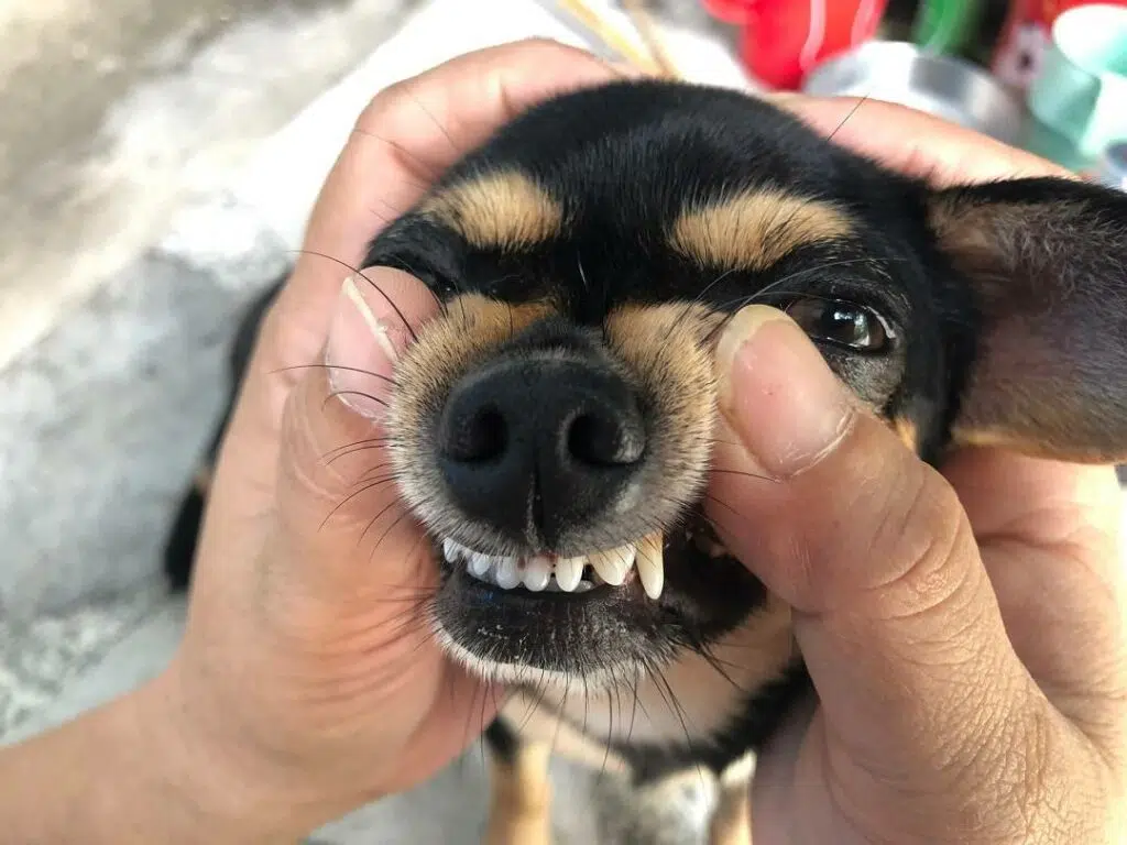 Must read Chihuahua health problems 4 shutterstock 1437687491